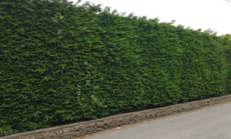 Seto Leylandii42